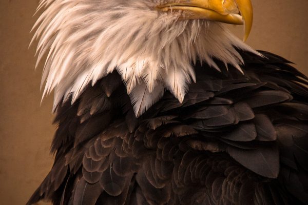 Bald Eagle Alaska Wildlife Photography